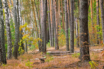 Image showing Forest landscape in the early autumn.