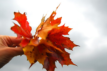 Image showing Maple leaves in hand