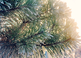 Image showing Pine branch, covered with snow.