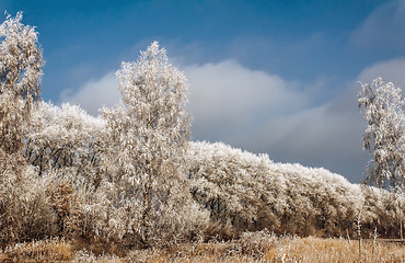 Image showing Winter landscape: trees in the frost.