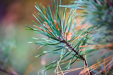 Image showing Yellow autumn leaves of an oak and branch of a pine.