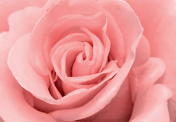 Image showing The beautiful rose flower delicate light pink color closeup..