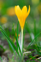 Image showing Crocus