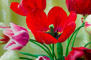 Image showing Bright red tulip against yellow silk