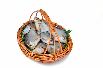 Image showing Wattled basket with hooked fish on a white background.