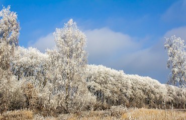 Image showing Winter landscape: trees in the frost.