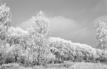 Image showing Winter landscape: trees in the frost.