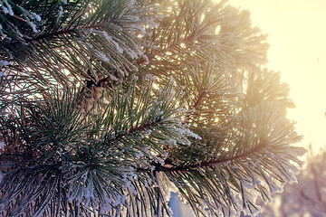 Image showing Pine branch, covered with snow.