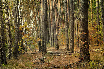 Image showing Forest landscape in the early autumn.