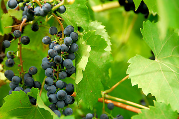 Image showing Grapes