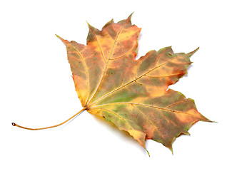 Image showing Multicolor autumnal maple-leaf on white background