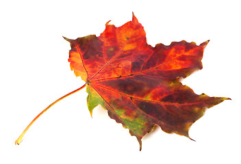 Image showing Multicolor autumn maple leaf on white background