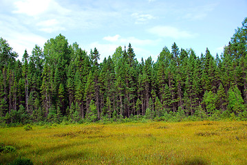 Image showing Forest and meadow