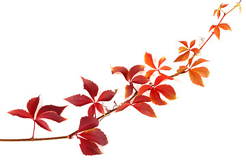 Image showing Twig of autumnal grapes leaves