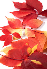 Image showing Background of autumn leafs (Virginia creeper leaves)