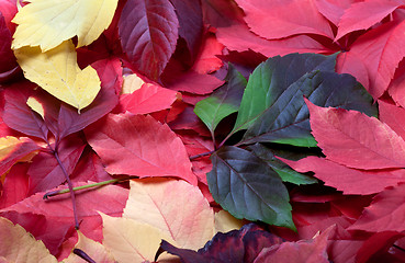 Image showing Background of multicolor autumn virginia creeper leaves