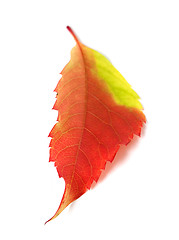 Image showing Multicolor autumn leaf from parthenocissus quinquefolia foliage