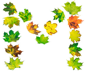 Image showing Letter M composed of multicolor maple leafs