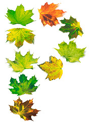 Image showing Letter P composed of multicolor maple leafs