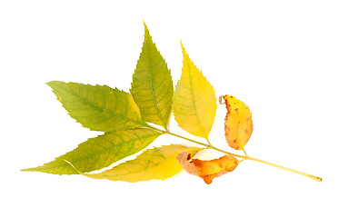 Image showing Yellowed autumnal ash-tree leaves