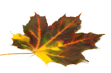 Image showing Multicolor autumn maple-leaf