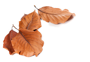Image showing Dry autumn leafs of magnolia