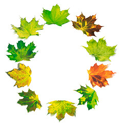 Image showing Letter O composed of multicolor maple leafs