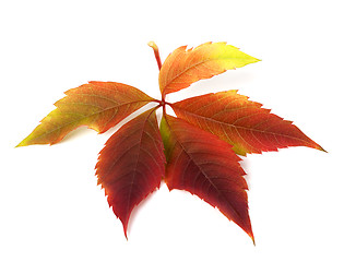 Image showing Autumnal virginia creeper leaf