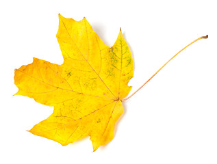 Image showing Yellow autumn maple-leaf on white background