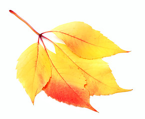 Image showing Autumnal grapes leaf, Parthenocissus quinquefolia foliage