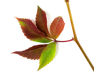 Image showing Multicolor autumn twig of grapes leaves 