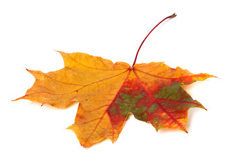 Image showing Multicolor autumn maple leaf