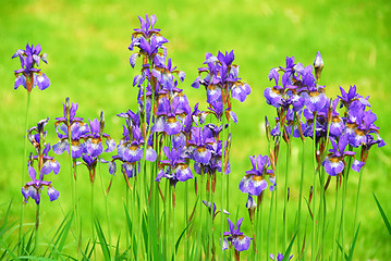 Image showing Irises