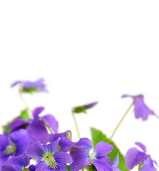 Image showing Violets