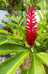 Image showing Beautiful tropical red ginger flower