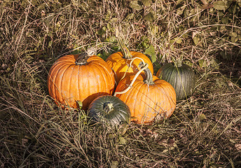 Image showing Pumpkins in the field
