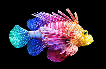 Image showing Pterois volitans, Lionfish - Isolated on black