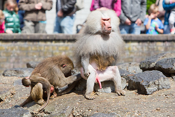 Image showing Female baboon with a young baboon