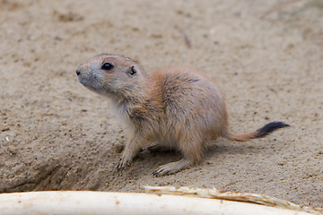Image showing Prairie dog checking out