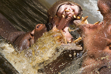 Image showing Two fighting hippos (Hippopotamus amphibius)