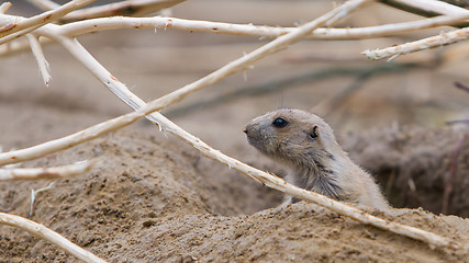 Image showing Prairie dog checking out