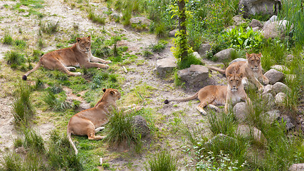 Image showing Large lions in green environment