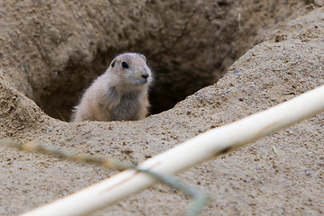 Image showing Prairie dog checking out