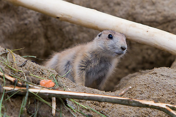 Image showing Prairie dog checking out