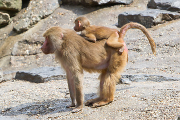 Image showing Female baboon with a young baboon