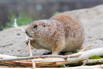 Image showing Prairie dog eating