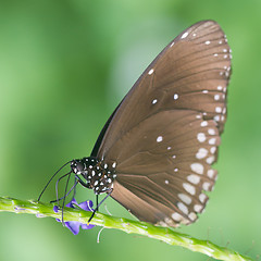 Image showing Butterfly resting (Euploea core)