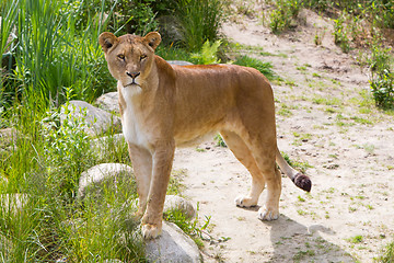 Image showing Large lioness in green environment