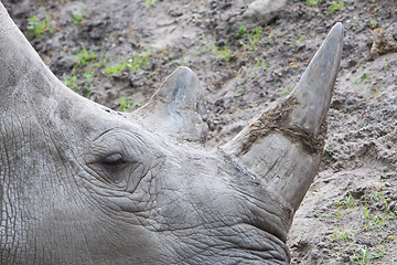 Image showing Close-up of a white rhino