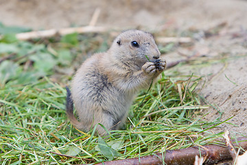 Image showing Prairie dog eating